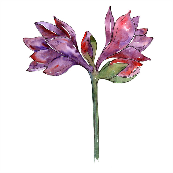 Květinový akvarel fialový amaryllis. Květinové botanické květin. Izolované ilustrace prvek. Aquarelle wildflower pro pozadí, textura, souhrnný vzorek, rám nebo hranice. - Fotografie, Obrázek