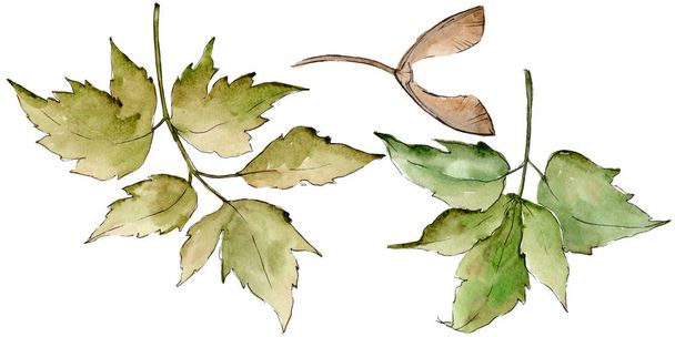緑のカエデを葉します。葉植物植物園花葉。孤立した図の要素。背景、テクスチャ、ラッパー パターン、フレームや境界線の aquarelle 葉. - 写真・画像