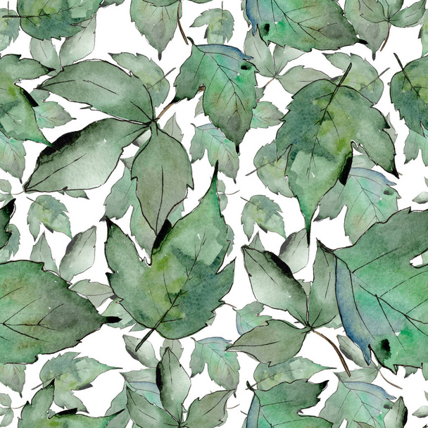 Green maple leaves. Leaf plant botanical garden floral foliage. Seamless background pattern. Fabric wallpaper print texture. Aquarelle leaf for background, texture, wrapper pattern, frame or border. - 写真・画像