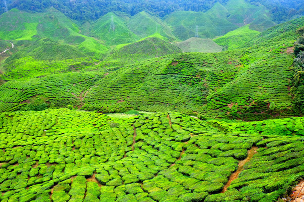 茶畑の丘の頂上の急な緑の起伏のある丘が太陽丘がお茶の木で覆われているすべてよりも明るいグリーン色の形成によって強調表示されます。. - 写真・画像
