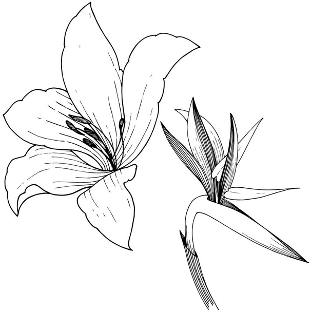 Tropikalny kwiat w stylu wektor. Element ilustracja na białym tle. Vector kwiat dla tła, tekstura, wzór otoki, ramki lub granicy. - Wektor, obraz
