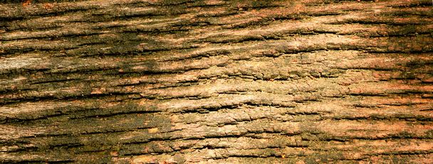 Textur der Baumrinde, Texturaufnahme der braunen Baumrinde, Füllung des Rahmens, abstrakte Holztextur Rinde. - Foto, Bild
