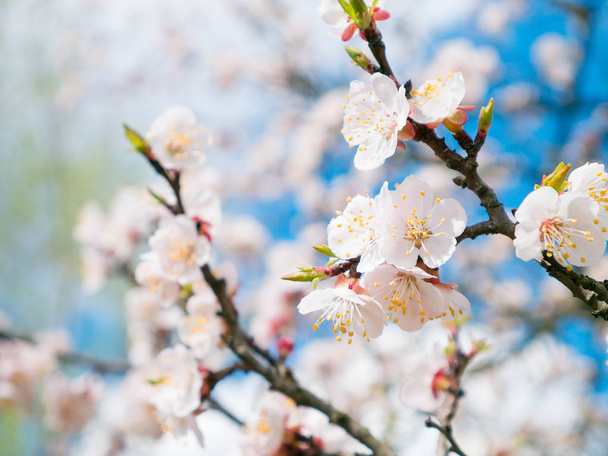 Весенний сад цветущих абрикосов. Весенний цветок. Крупный план цветущей ветви абрикоса почки на ветвях пружины абрикоса
 - Фото, изображение