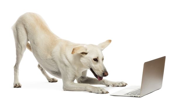 Mischlingshund blickt auf Laptop vor weißem Hintergrund - Foto, Bild