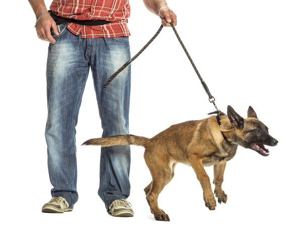 Man holding leash of aggressive Belgian Shepherd against white background - Zdjęcie, obraz
