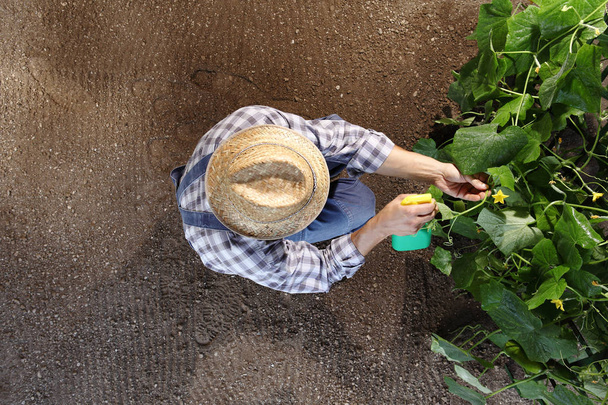 mies viljelijä työskentelee kasvimaa, torjunta suihkeita kasveja, ylhäältä näkymä ja kopioi tilaa malli
 - Valokuva, kuva