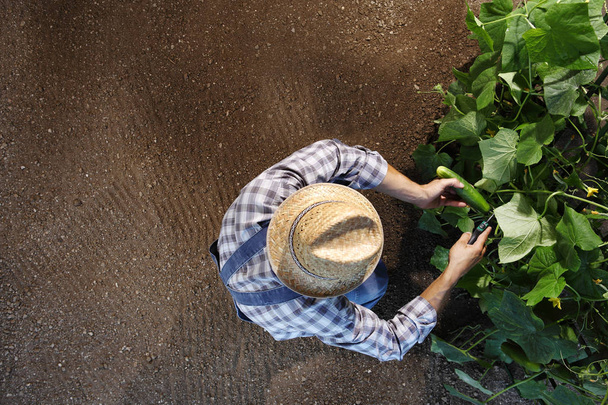 男は農民の家庭菜園作業を収集キュウリ、上から見るとコピー スペース テンプレート - 写真・画像