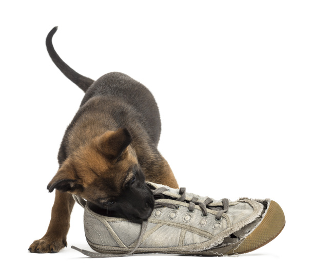 Belga Pastore cucciolo giocare con una sneaker contro sfondo bianco
 - Foto, immagini