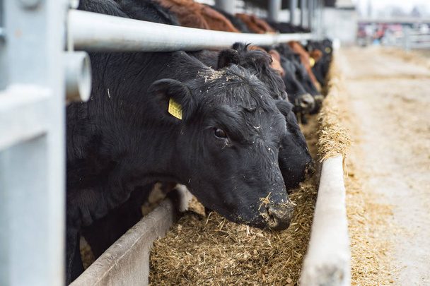 indústria agrícola, agricultura, alimentação de vacas em galpão na fazenda de laticínios
 - Foto, Imagem