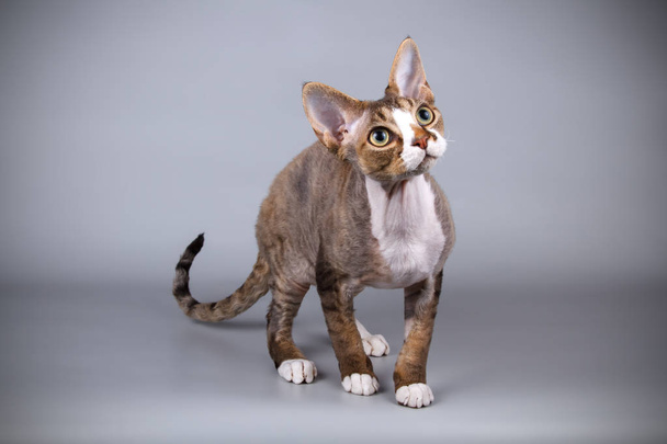 Studio photography of a devon rex cat on colored backgrounds - Photo, Image