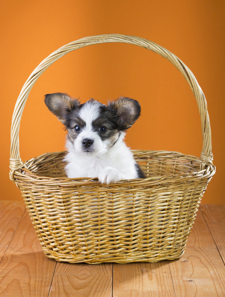 Papillon puppy in a wicker basket - Foto, afbeelding