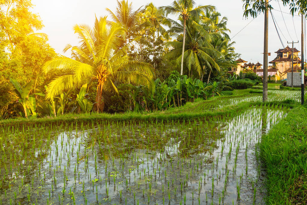 Terrazas y casas de arroz verde en la isla de Bali, Indonesia
 - Foto, imagen