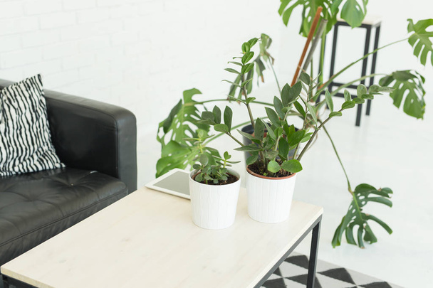 Interior, conceito de mobiliário - uma mesa branca com plantas em vasos está em pé em uma sala perto do sofá de couro preto
 - Foto, Imagem