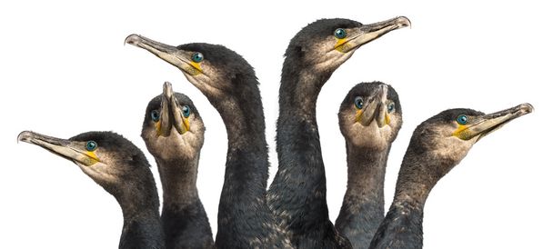 Six Great Cormorants head, Phalacrocorax carbo, also known as the Great Black Cormorant against white background - Photo, Image