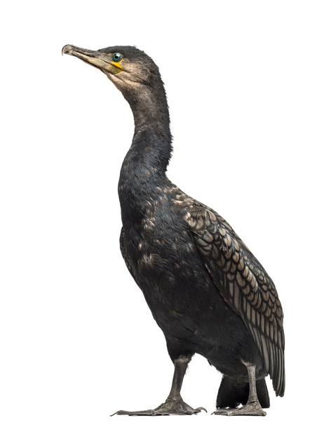 Gran Cormorán, Phalacrocorax carbo, también conocido como el Gran Cormorán Negro sobre fondo blanco
 - Foto, Imagen