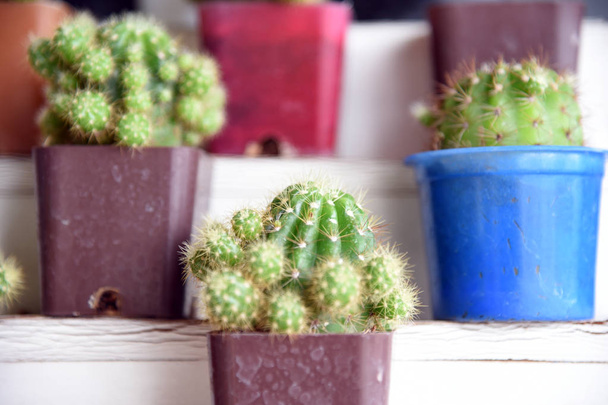 kleiner Kaktus in einem Topf für die Wohndekoration im unscharfen Hintergrund. Kaktus in einem kleinen Topf. - Foto, Bild