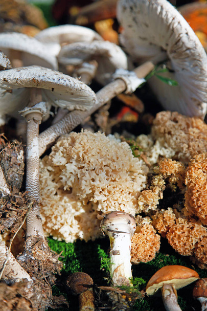 Several different wild mushrooms arranged edible mushrooms - Photo, Image