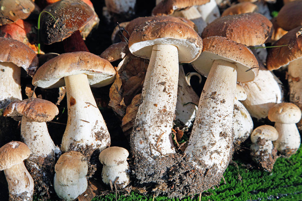 Several different wild mushrooms arranged edible mushrooms - Photo, Image