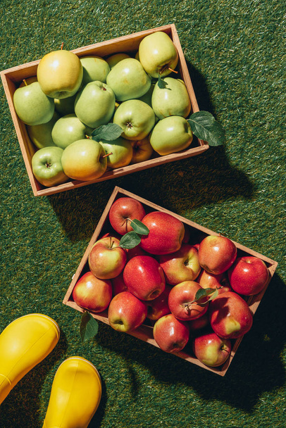 vista cortada da pessoa em botas de borracha amarela de pé perto de duas caixas de madeira com maçãs verdes e vermelhas
 - Foto, Imagem