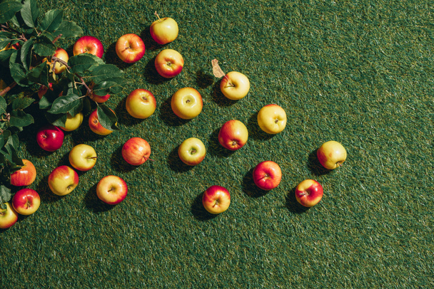 Vue de dessus des pommes avec des feuilles de pommier sur fond d'herbe verte
  - Photo, image