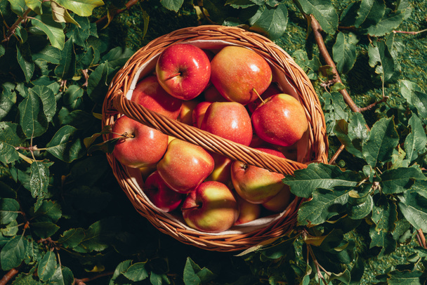 manzanas rojas en canasta de mimbre sobre hojas de manzano
 - Foto, Imagen