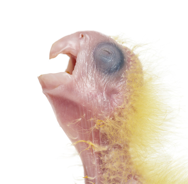 zwavel-crested cockatoo chick bellen, cacatua galerita, 4 dagen - Foto, afbeelding