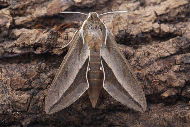 Bedstraw hawk-moth (Hyles gallii) on bark. Fechar.
 - Foto, Imagem