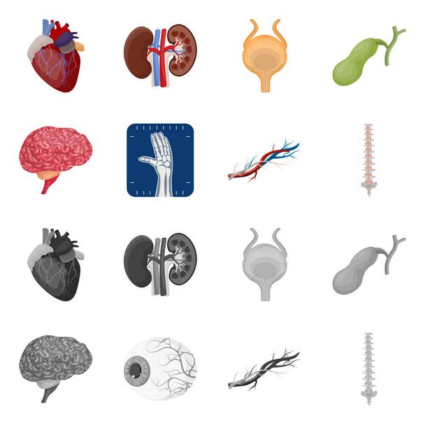 Vector design of body and human icon. Set of body and medical vector icon for stock. - ベクター画像