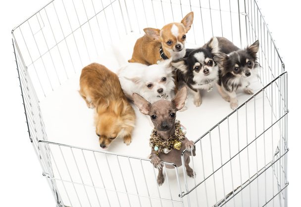 Chihuahuas en jaula sobre fondo blanco
 - Foto, Imagen