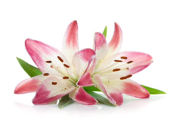 Две розовые лилии
 - Фото, изображение