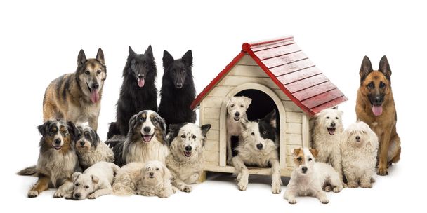 Grande gruppo di cani dentro e intorno ad un canile sullo sfondo bianco
 - Foto, immagini