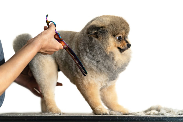 Groomer cutting hair of small dog at a salon in the beauty salon for dogs - Φωτογραφία, εικόνα