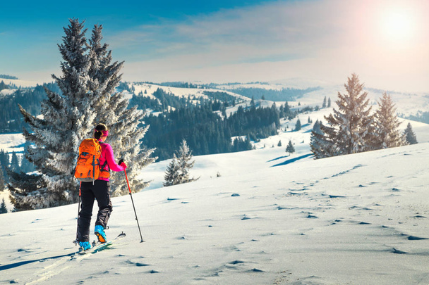 Ski touring in high alpine landscape with snowy trees. Adventure, winter activities, skitouring in spectacular mountains, Transylvania,Carpathians,  Romania, Europe - Zdjęcie, obraz