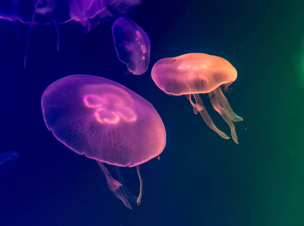 meduzy, Cross proces technika tło Użyj - Zdjęcie, obraz