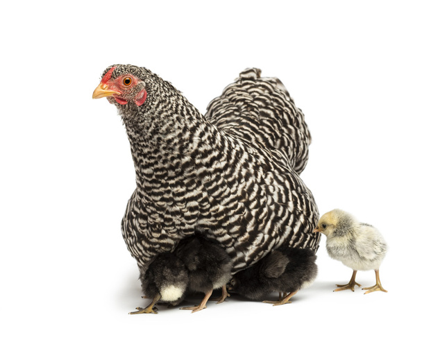 kızlar kendilerini altında anne tavuk beyaz arka planı gizleme - Fotoğraf, Görsel