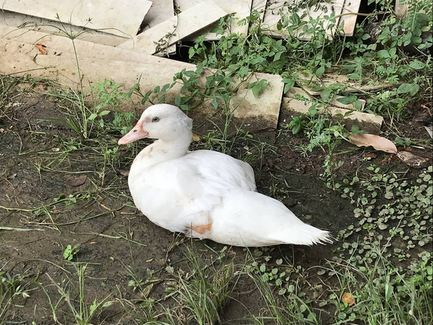 A white duck is sitting, it is relax time for him. - Photo, Image