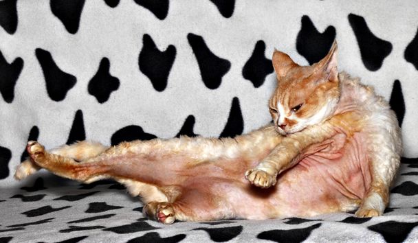 Lavaggio gatto
 - Foto, immagini
