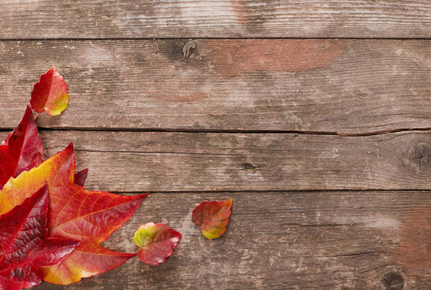 Belle foglie rosse autunnali su legno
 - Foto, immagini