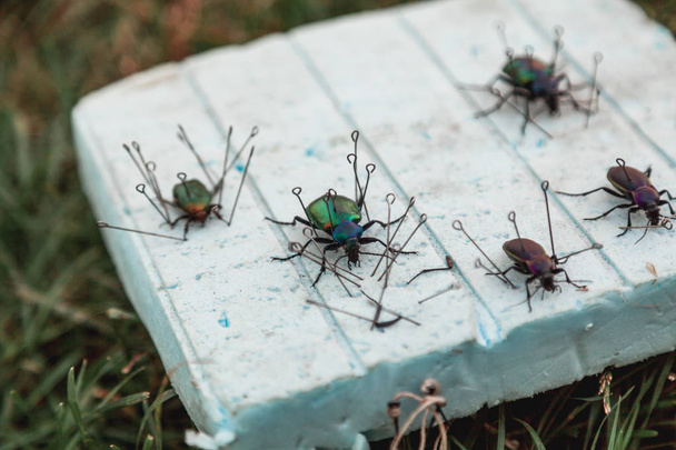 Entomologinen kokoelma. Useita eri tyyppisiä kovakuoriaisia on kiinnitetty valkoiseen vaahtoon erityisellä tappilla
 - Valokuva, kuva