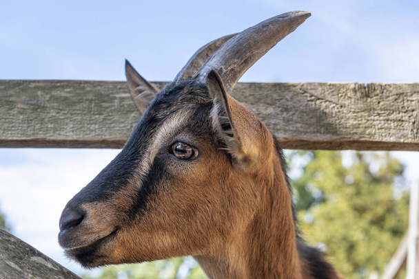Orange young goat with black stripes and horns, expressive eyes, portrait, profile picture, with its head between the wooden planks of a fence. - Photo, image