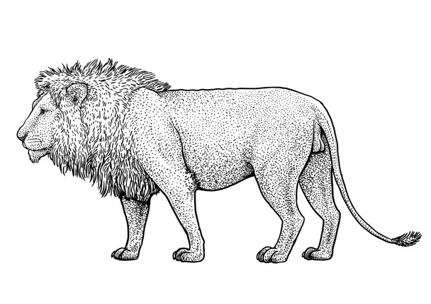 Lion illustration, drawing, engraving, ink, line art, vector - Vector, Image