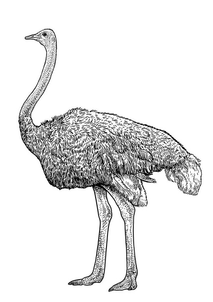 Ilustración de avestruz, dibujo, grabado, tinta, arte de línea, vector
 - Vector, Imagen