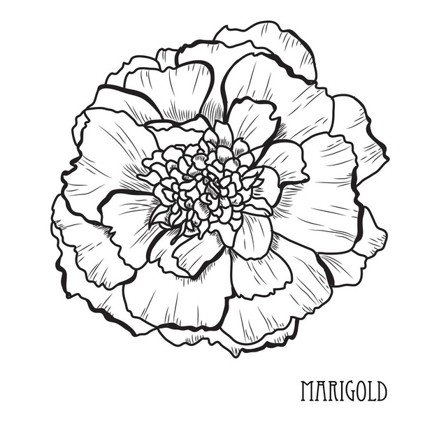 Decorative marigold flower, design element. Can be used for cards, invitations, banners, posters, print design. Floral background in line art style - Вектор,изображение