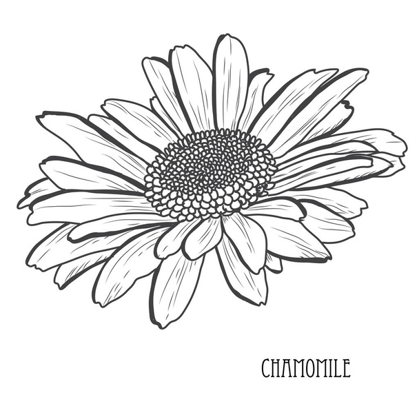 Decorative chamomile  flower, design element. Can be used for cards, invitations, banners, posters, print design. Floral background in line art style - Vector, Imagen