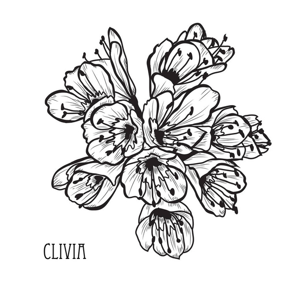 Decorative clivia flowers, design elements. Can be used for cards, invitations, banners, posters, print design. Floral background in line art style - ベクター画像