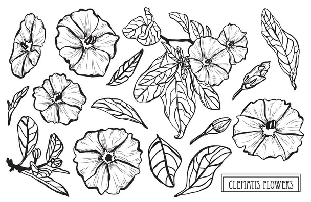 Decorative clematis  flowers set, design elements. Can be used for cards, invitations, banners, posters, print design. Floral background in line art style - Vector, imagen