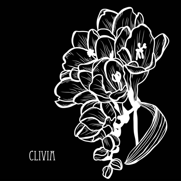 Decorative clivia flowers, design elements. Can be used for cards, invitations, banners, posters, print design. Floral background in line art style - Vektor, Bild