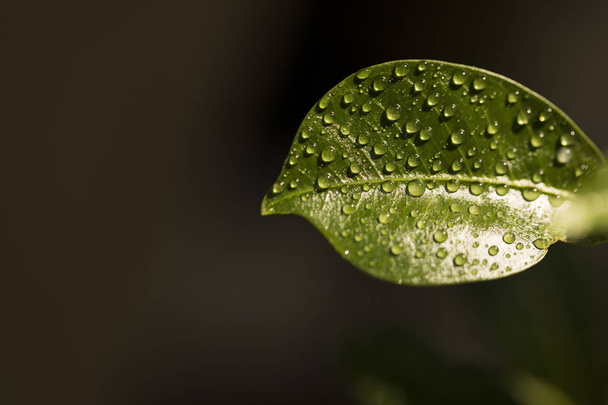 A leaf with water droplets with shadows - Фото, зображення