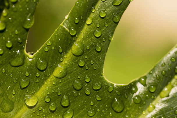 A curvy green leaf with water droplets - Photo, Image