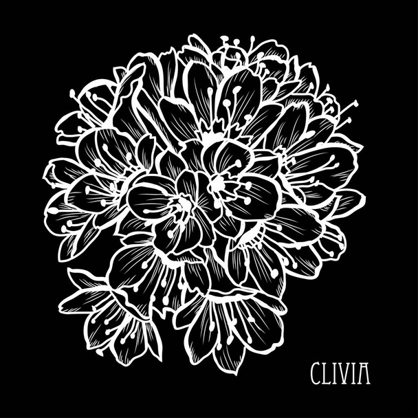 Decorative clivia flowers, design elements. Can be used for cards, invitations, banners, posters, print design. Floral background in line art style - Vetor, Imagem